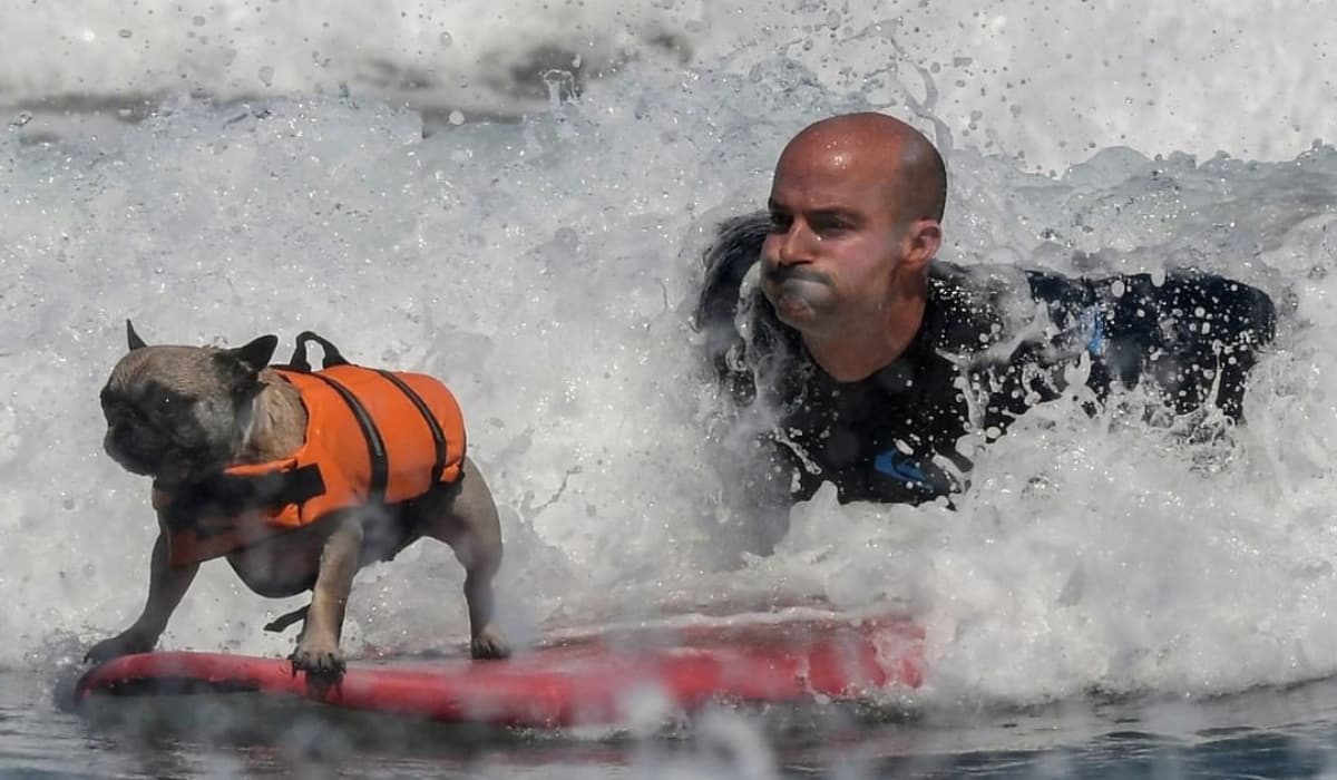 Una playa española celebró el primer campeonato europeo de surf para perros y las fotos son increíbles