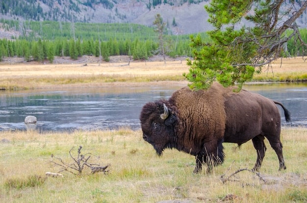 Parque Nacional de Yellowstone: Una turista incumplió normas de respeto a un bisonte y acabó en el hospital