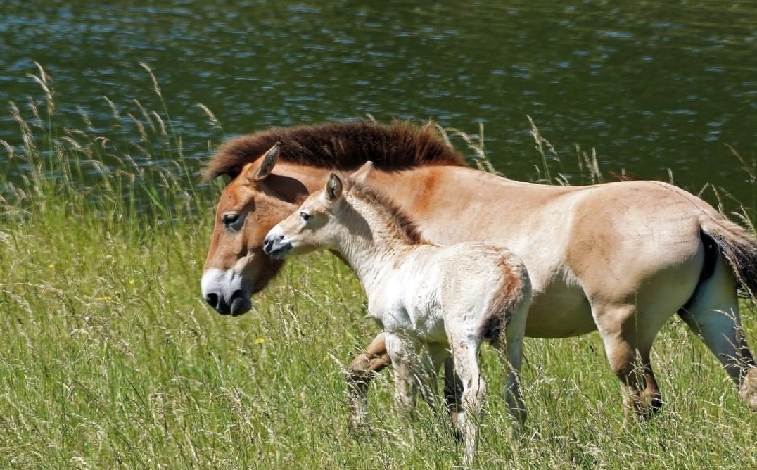 caballo en extinción