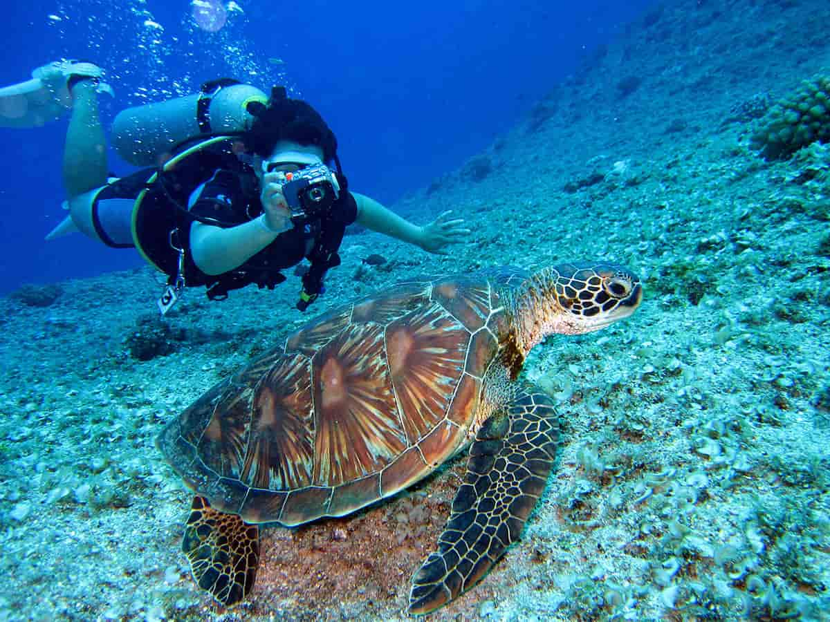 Diving in Japan