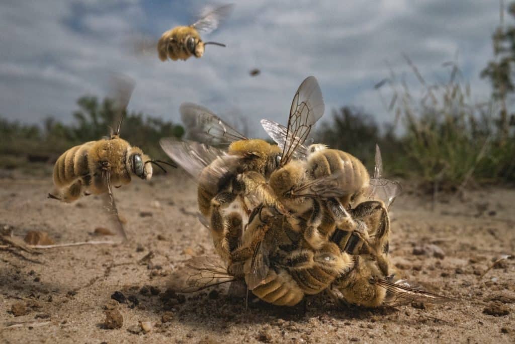 Estas son las fotos ganadoras de The Big Picture, un concurso para celebrar la biodiversidad de la Tierra