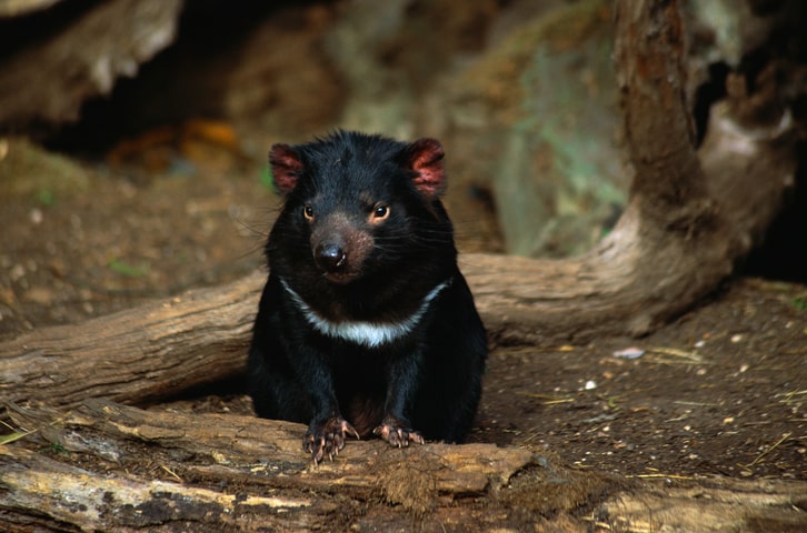 Tasmanian Devil