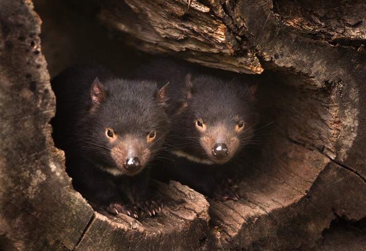 Nacieron 7 cachorros de demonio de Tasmania en Australia: la especie está extinta en el país hace 3 milenios