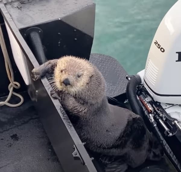 Una nutria logró escapar de la boca de una orca buscando refugio en el barco de un hombre