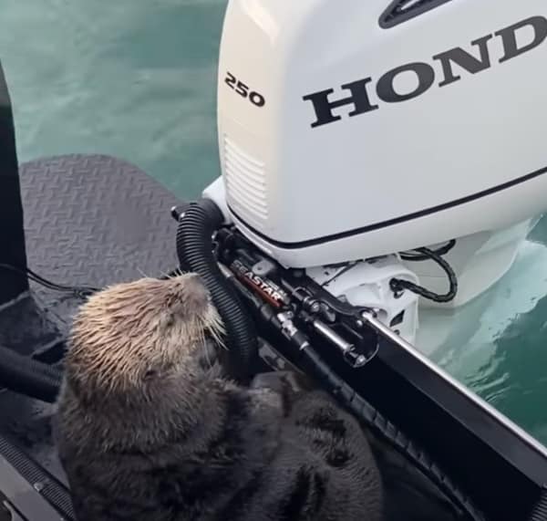 image nutria nutria escapa de orca bote 2