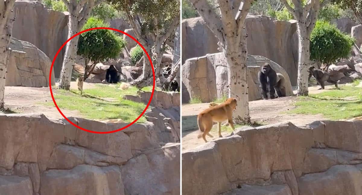 perro en jaula de gorila