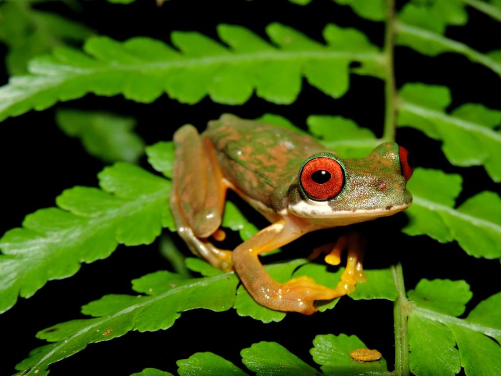 image ranas safari nocturno ranas 1 1