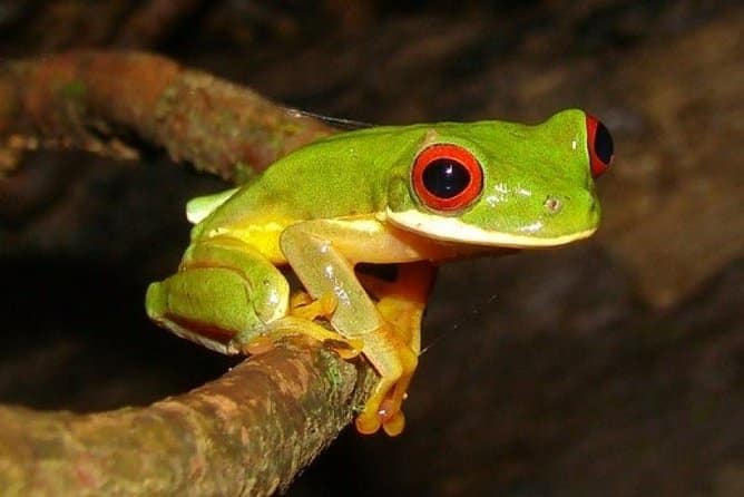 Safari nocturno de avistamiento de ranas: una experiencia increíble (y responsable) para vivir en Costa Rica