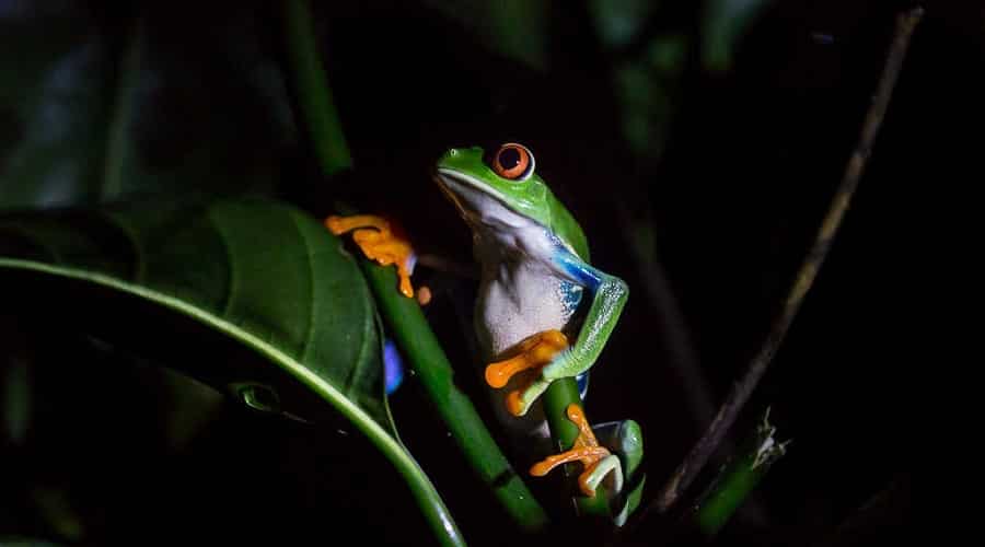 safari-nocturno-ranas