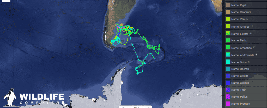 image ballena franca austral seguimiento