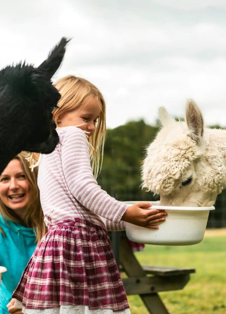 Esta experiencia en Airbnb invita a disfrutar el té de la tarde entre alpacas y es todo lo que necesitas para alegrar tu día 
