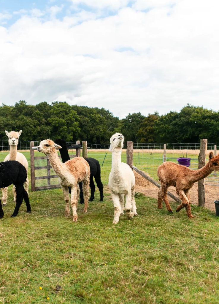 image té de la tarde te de la tarde con alpacas 4