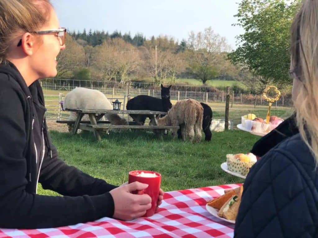 image té de la tarde te de la tarde con alpacas 7