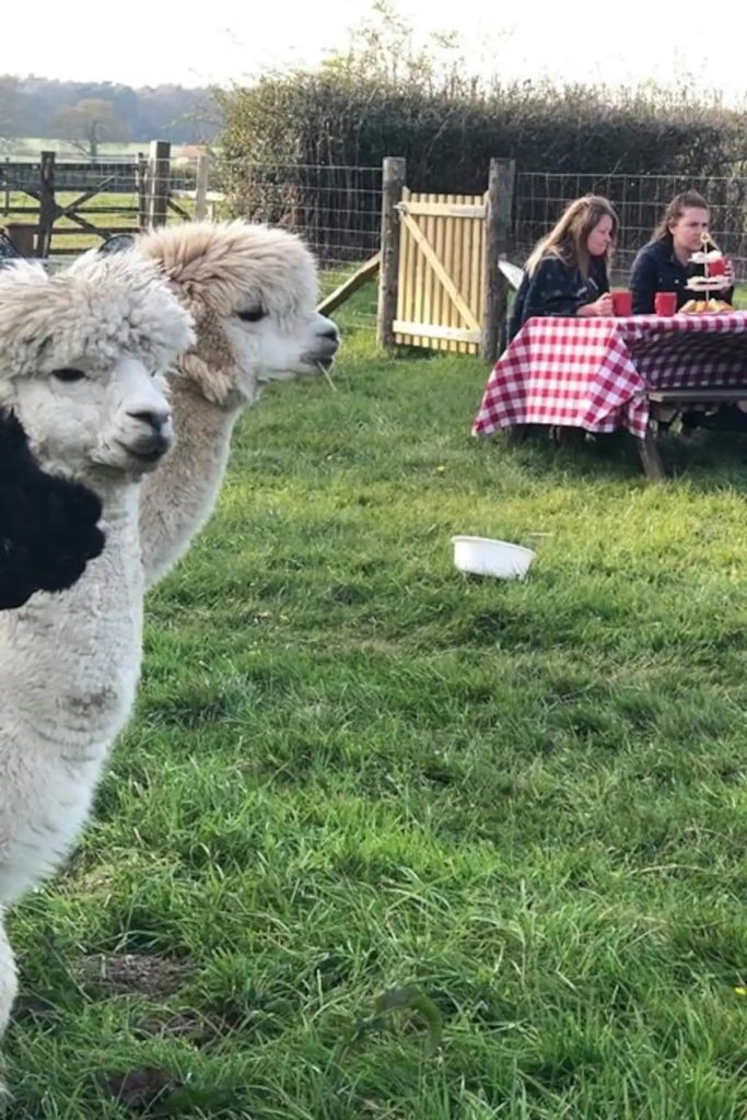 image té de la tarde te de la tarde con alpacas 8