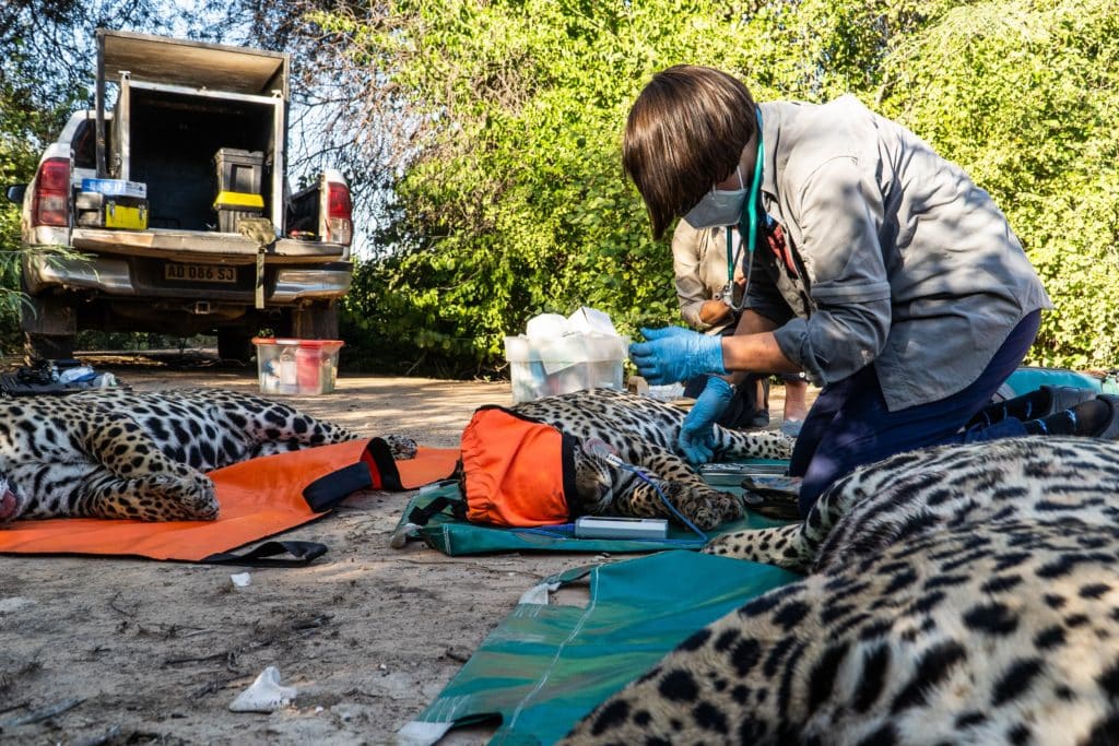 Tres yaguaretés rescatados de la caza furtiva en Paraguay serán liberados en los Esteros del Iberá