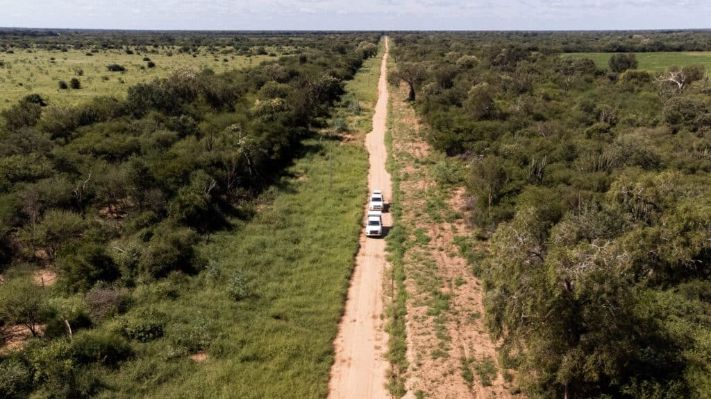 image yaguaretés traslado yaguaretes esteros del ibera 4