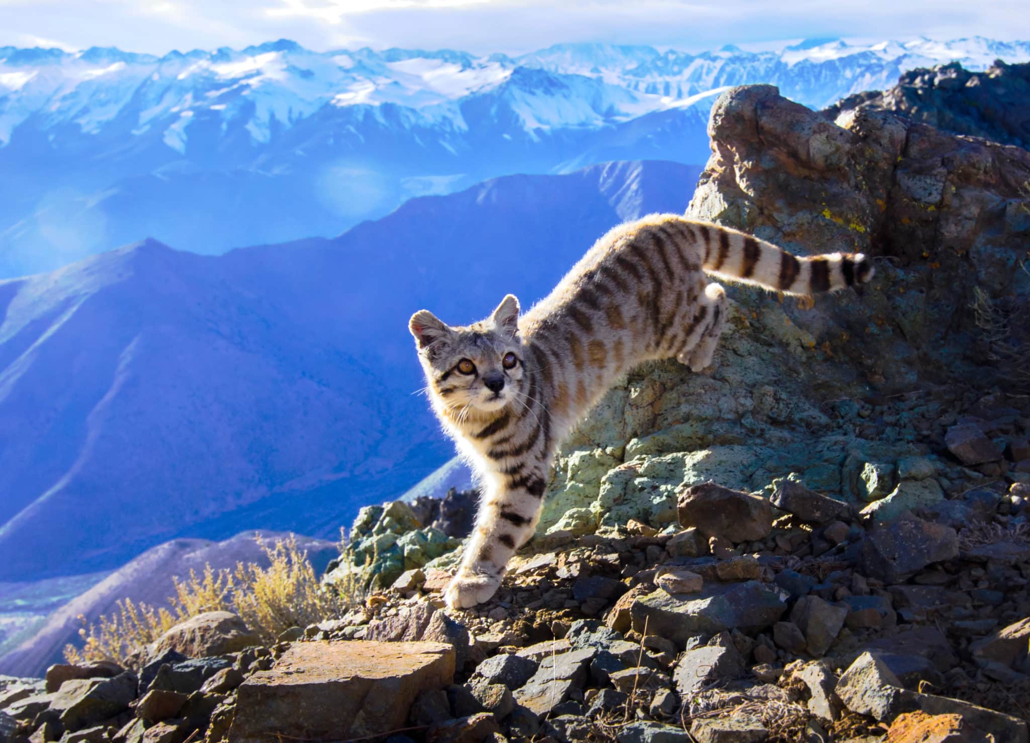 Andean Cat on a rock