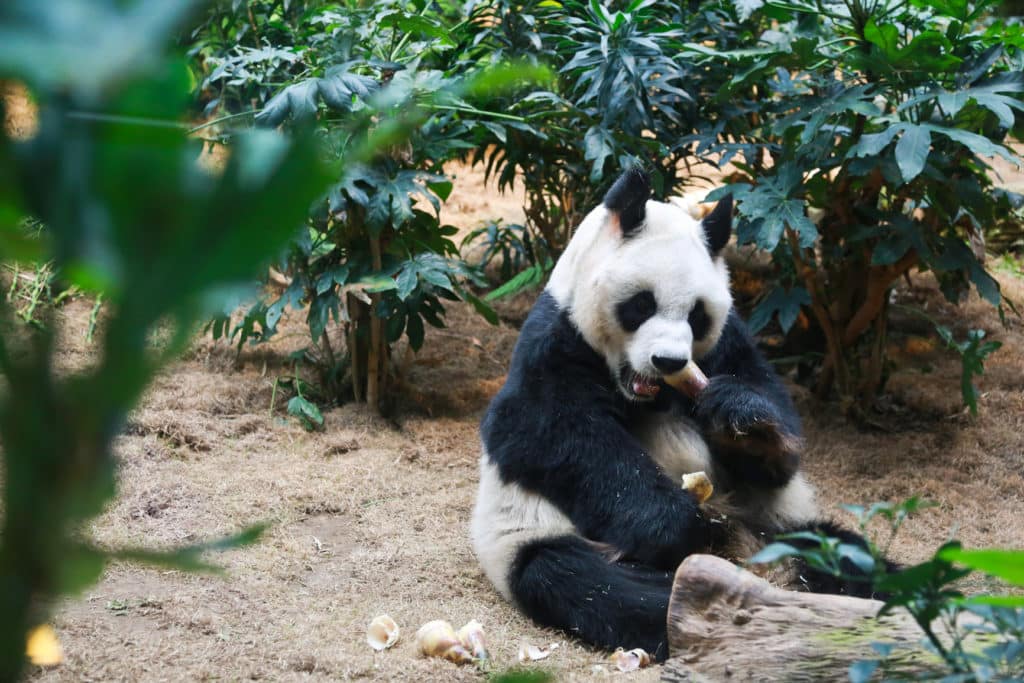 image panda 2 36