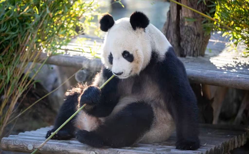 image panda 3 32