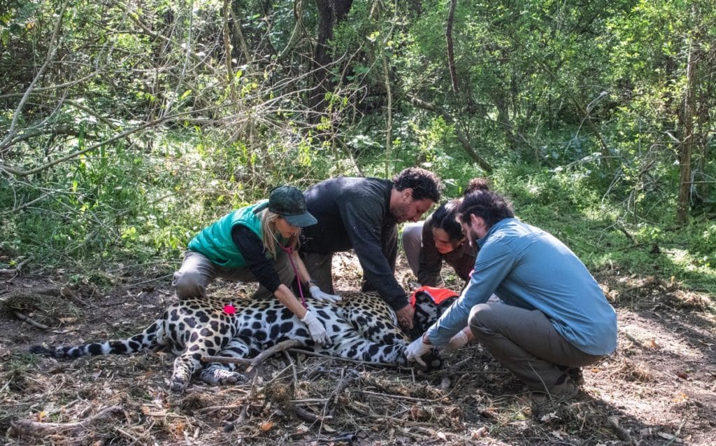 image Captura Qaramtá Fundación Rewilding Argentina 1