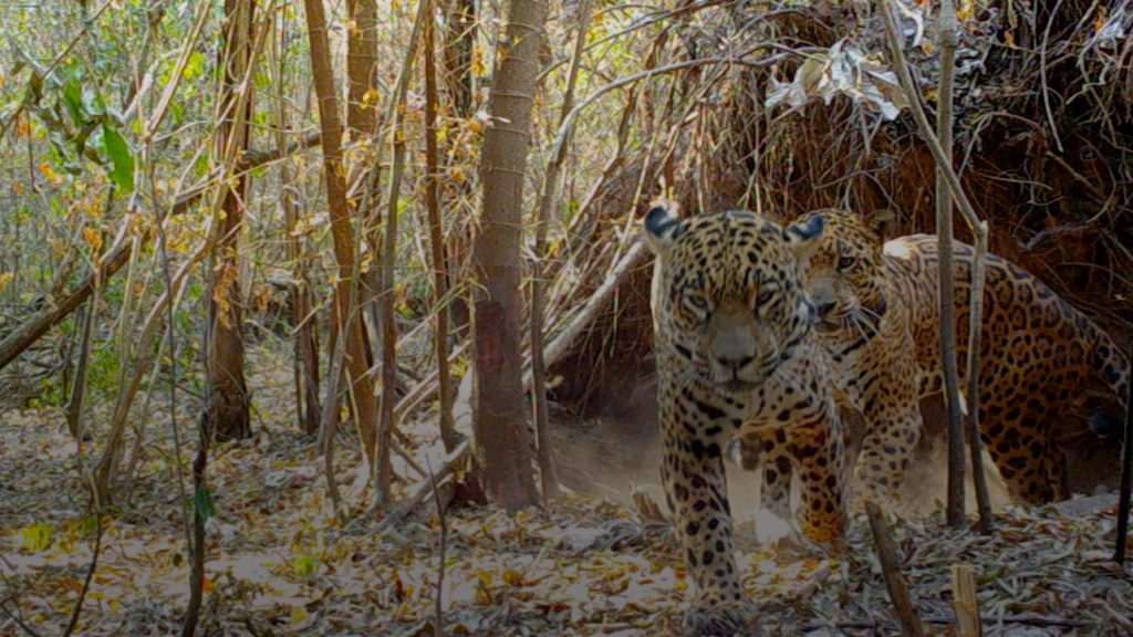 Nacieron yaguaretés silvestres en los Esteros del Iberá por primera vez en más de 70 años