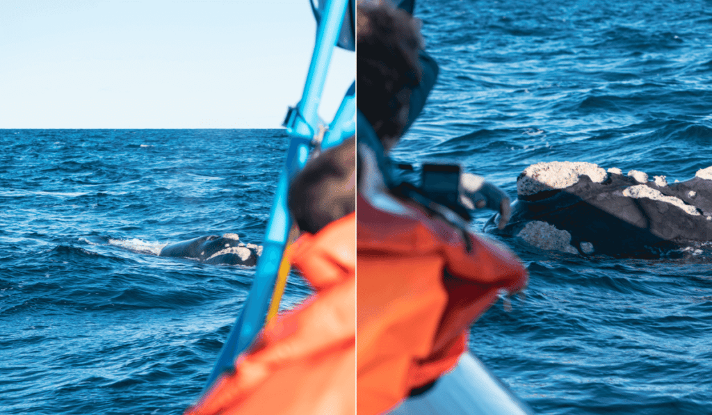 image cuando ver ballenas en Puerto Madryn Como ver ballenas en Puerto Madryn Una de las opciones mas convocantes es la embarcacion de avistaje de ballenas.