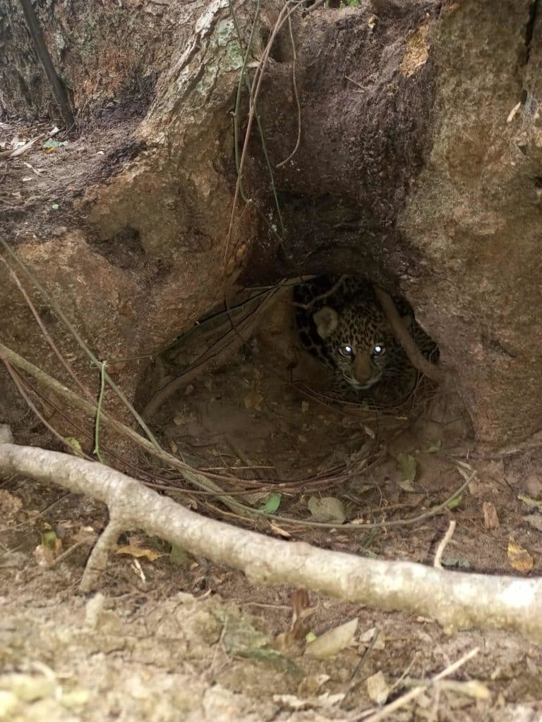 image yaguaretés Crias silvestres de la yaguarete Arami en el Parque Ibera © Proyecto Yaguarete Ceiba CONICET 2 1