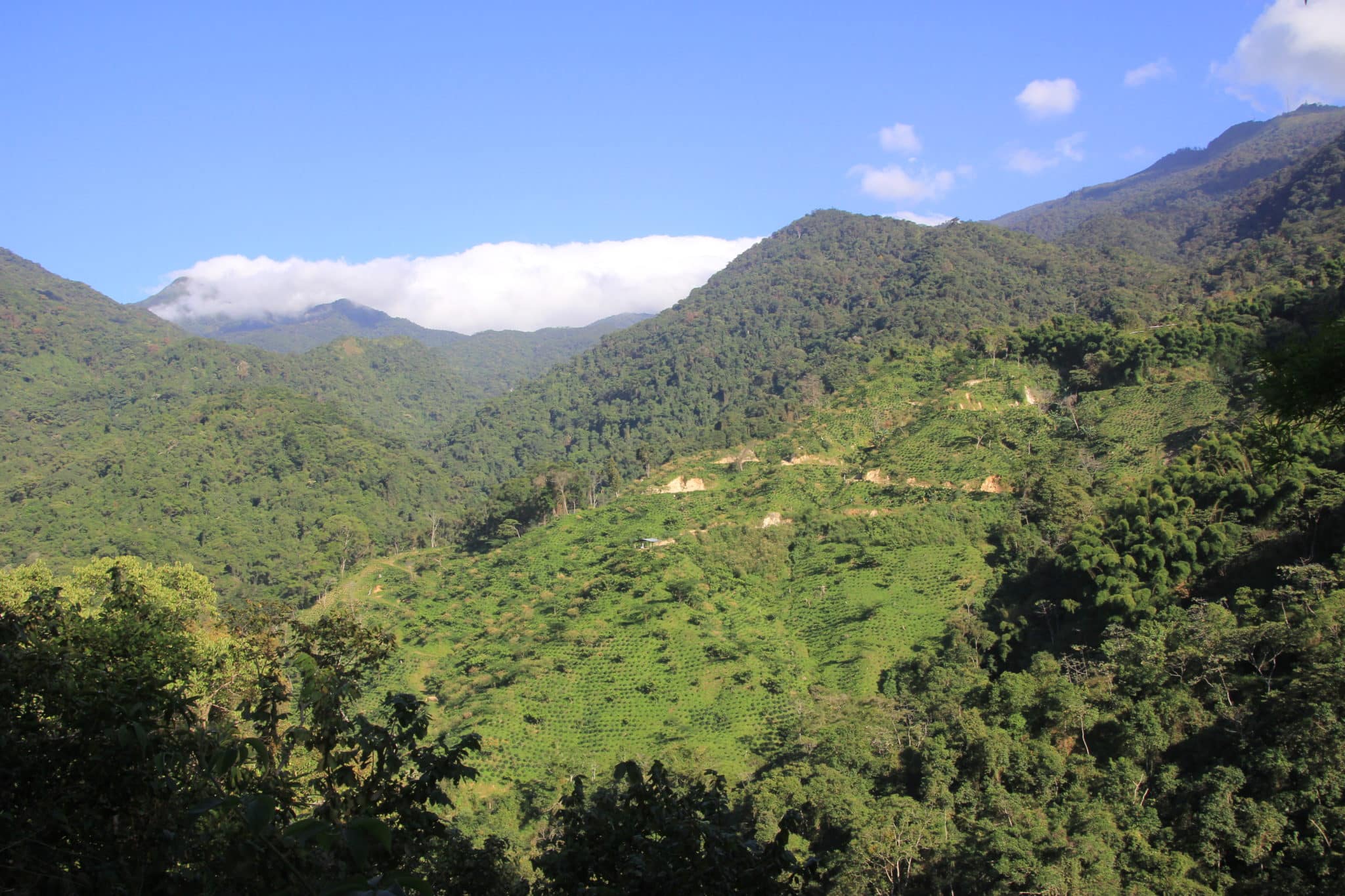 image Fincas cafeteras Sierra Nevada panoramio scaled