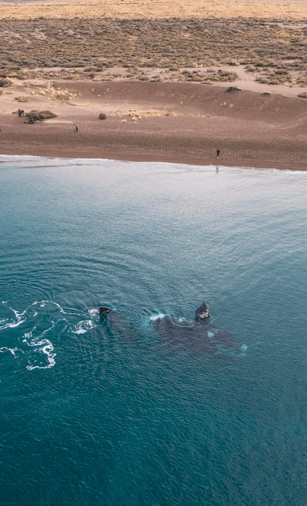 image cuando ver ballenas en Puerto Madryn Foto web Puerto Madry