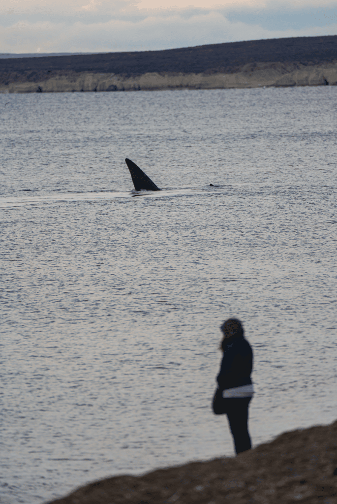 image cuando ver ballenas en Puerto Madryn Foto web Puerto Madryn 3