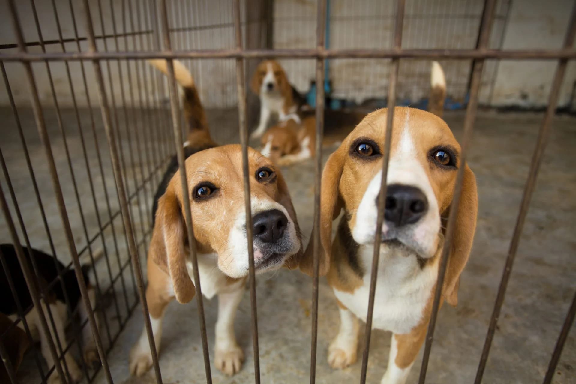 Indignante Rescataron 4.000 beagles de un centro de investigación de pruebas farmacéuticas en Estados Unidos