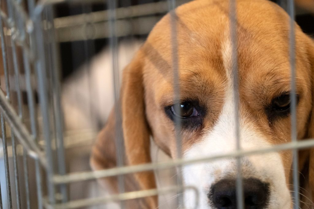 Rescataron 4.000 beagles de un centro de investigación: eran expuestos a pruebas farmacéuticas en Estados Unidos