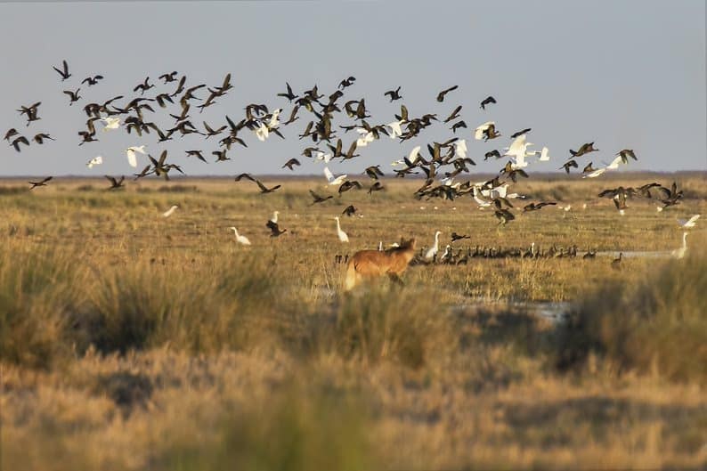 boton_web_pn_ansenuza_biodiversidad