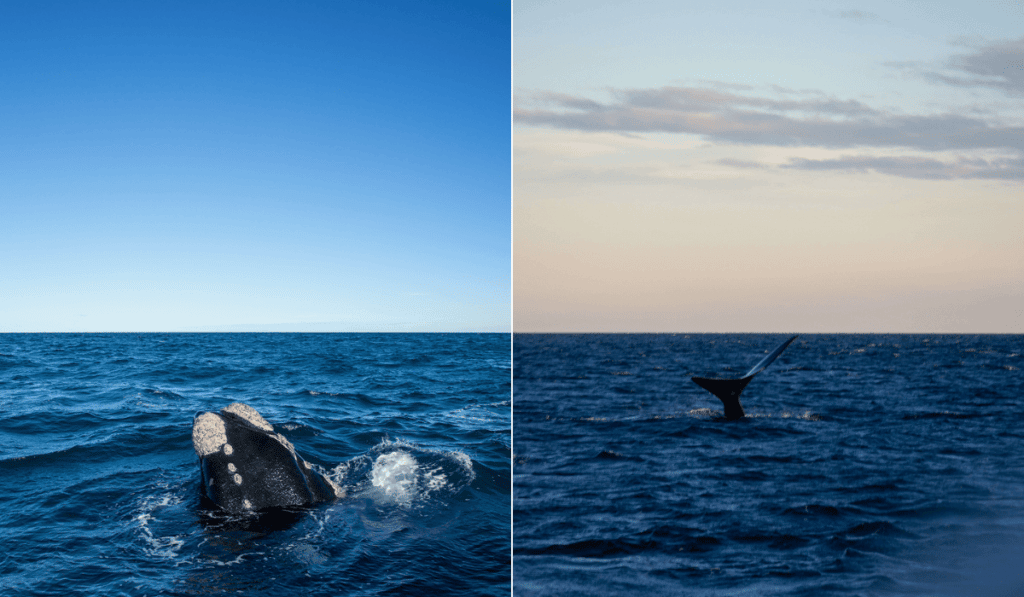 image cuando ver ballenas en Puerto Madryn como ver ballenas en puerto madryn