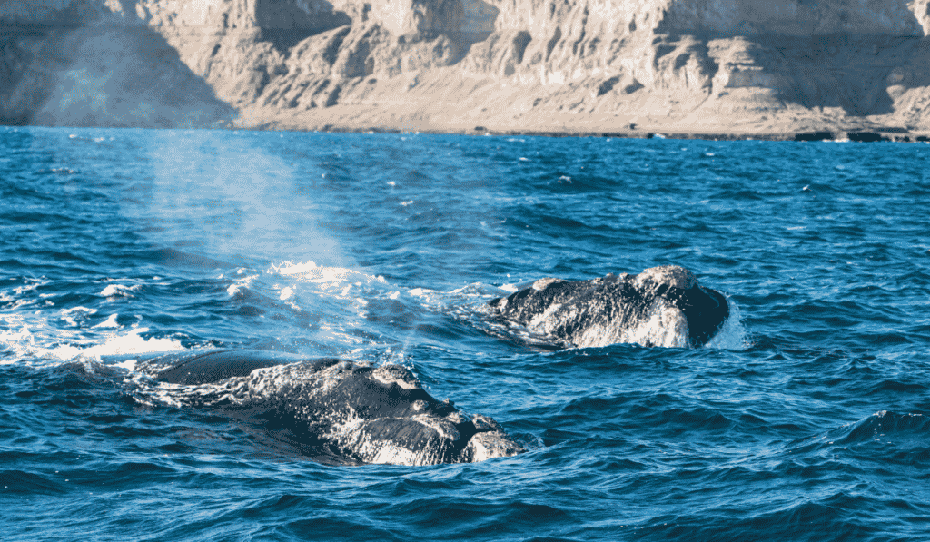 Argentina: Puerto Madryn, El Calafate y Ushuaia se unen para que viajeros experimenten una Patagonia Fantástica