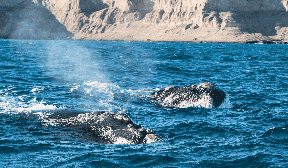 cómo-ver-ballenas-en-puerto-madryn-2