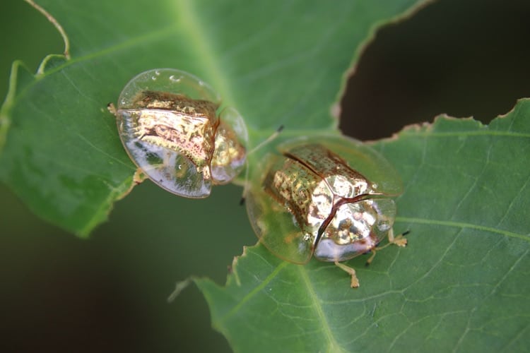 ¿Escarabajo o tortuga de oro? Conoce el increíble ejemplar que fascina en el sudeste de Asia