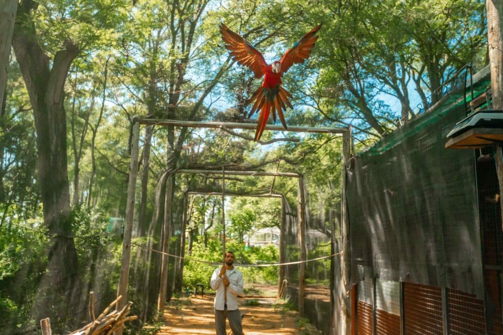 Se liberaron cinco nuevos guacamayos rojos, una especie que estaba extinta en Argentina
