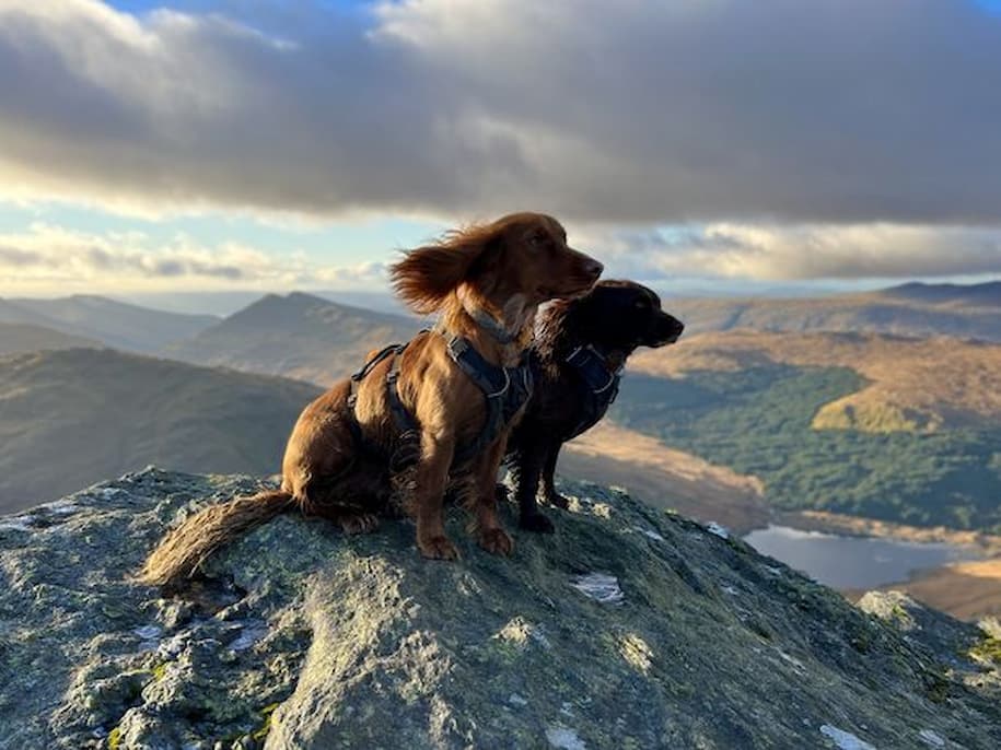 perros aventureros