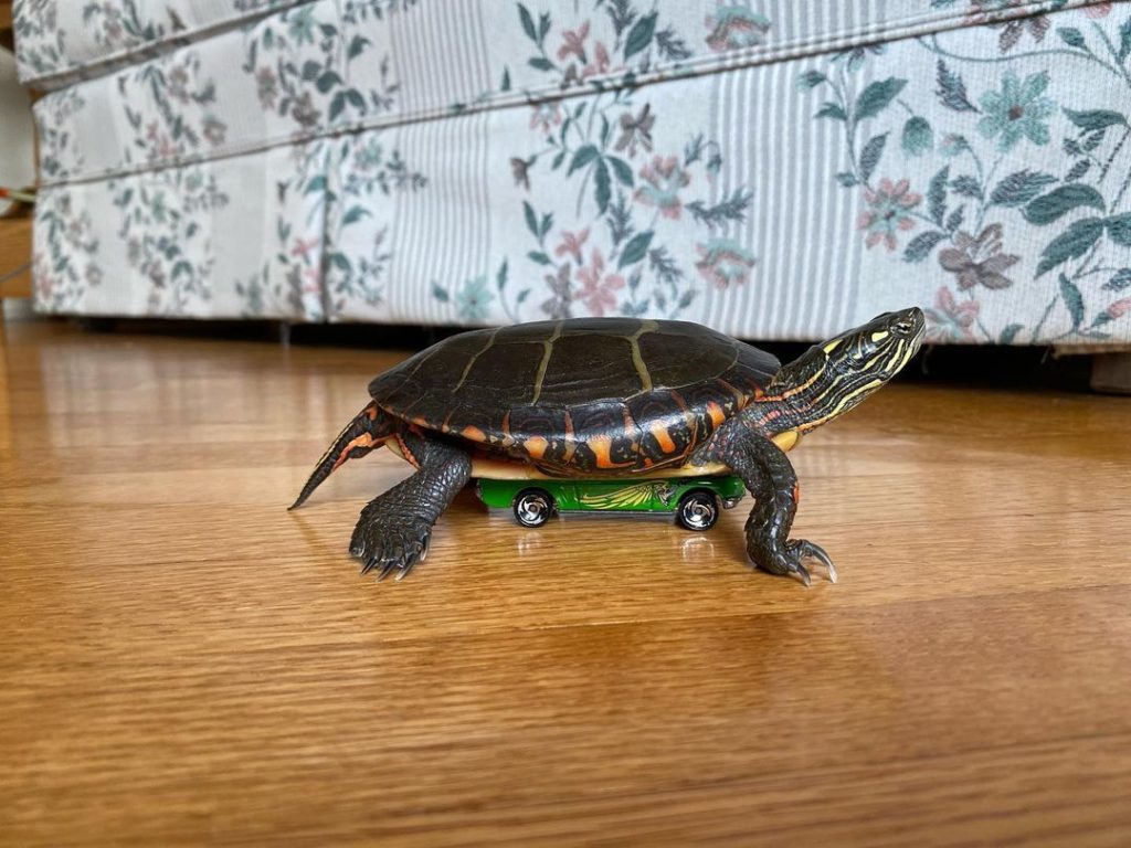 Tortuga aparece dando vueltas por su casa sobre un auto de juguete Hot Wheels y se vuelve viral