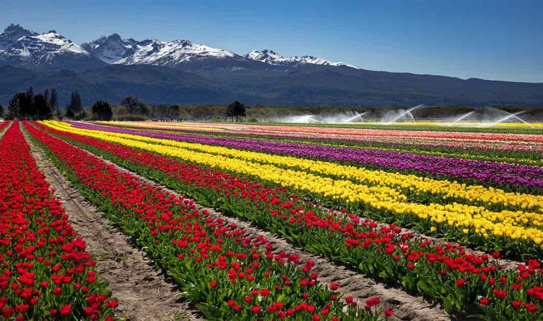 image Best Tourism Villages trevelin tulipanes argentina 1