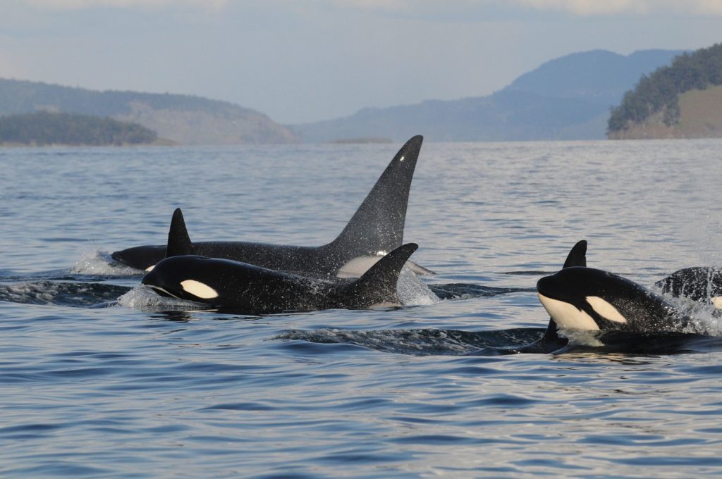 image orcas 01 killer whale grandma resident killer whales traveling as a family group copyright kenneth balcomb center for whale research 20080421kcb dg1 0049