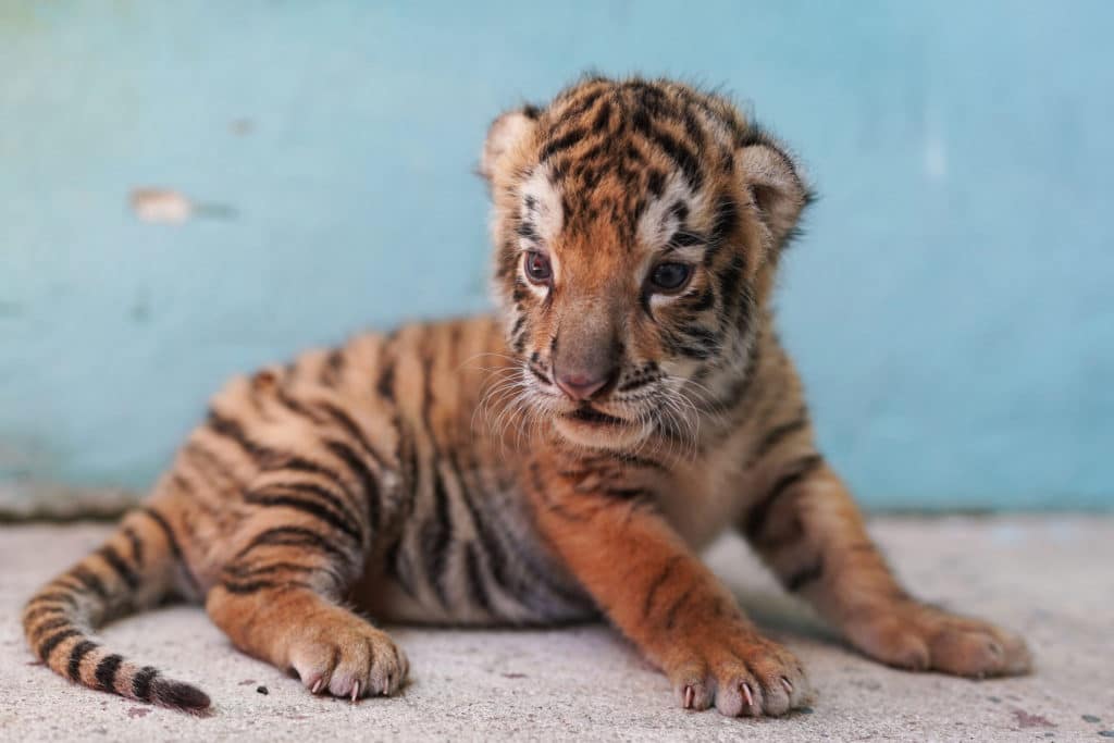 image tigre de Bengala 2022 07 29T194815Z 1 LYNXMPEI6S0Z2 RTROPTP 4 CUBA ZOO TIGER scaled 1