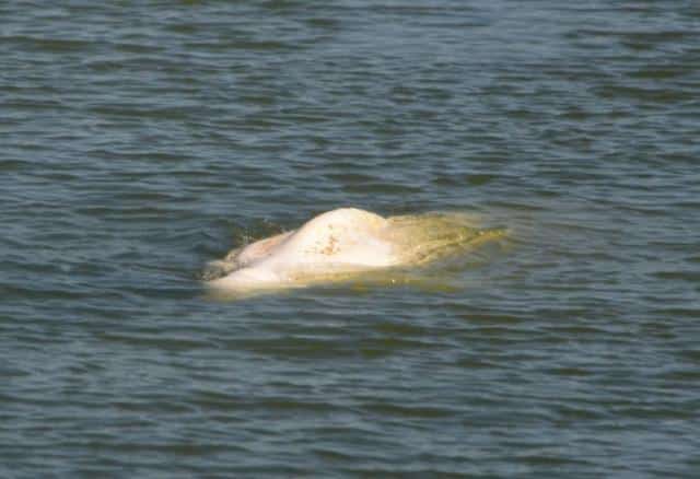 ballena francia