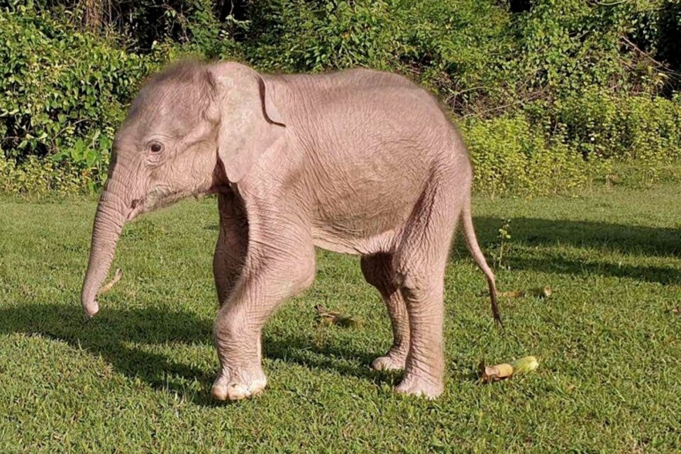 elefante blanco