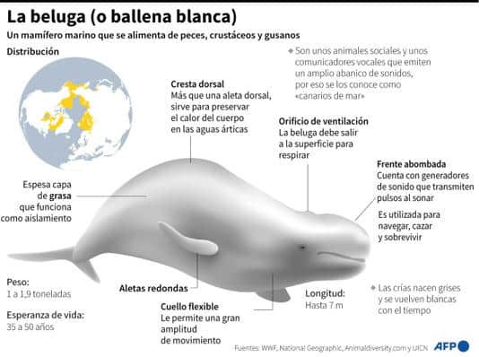 image ballena AA10ue72