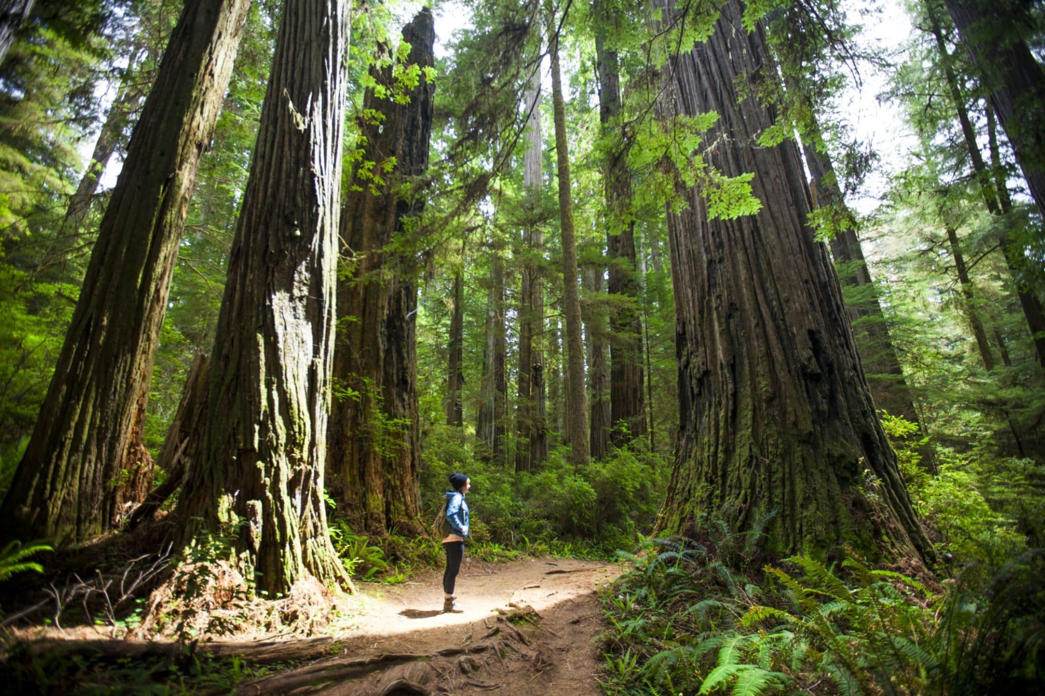 RedwoodsNationalPark-ChristopherKimmel-GettyImages-5711416f3df78c3fa2b139ff