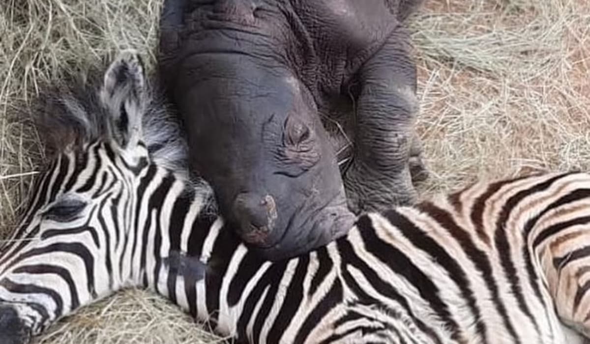 Un rinoceronte y una cebra bebés se vuelven mejores amigos en un santuario de Sudáfrica luego de que quedaran huérfanos