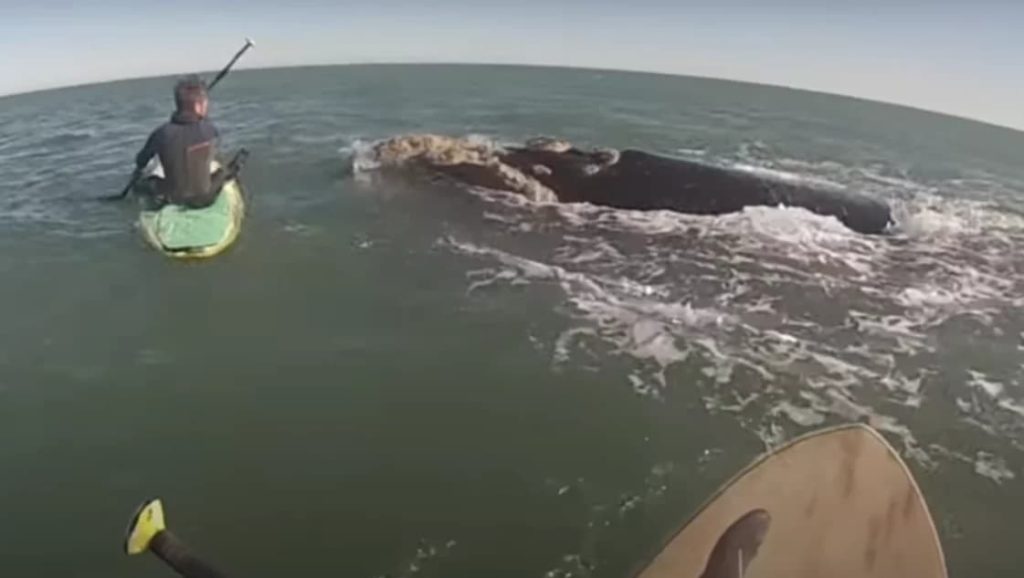 Video: 12 ballenas aparecen en las aguas de Monte Hermoso mientras dos amigos practicaban paddle surf