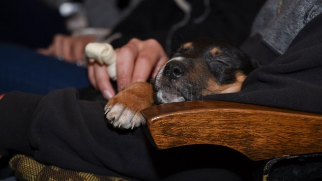 Argentina realizó la primera función de cine con perros de Sudamérica